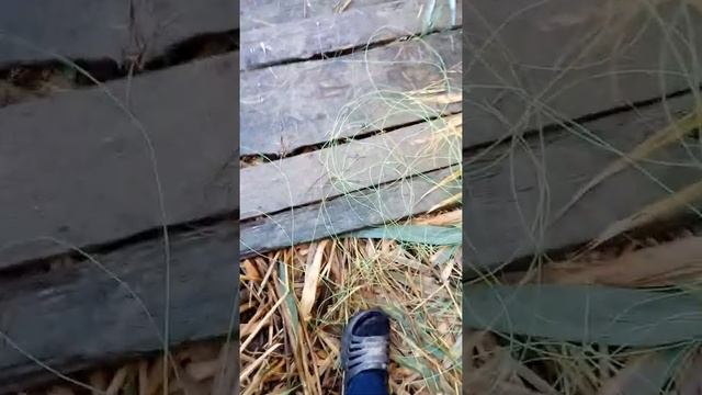 Ловим судака на резинку. смотреть онлайн