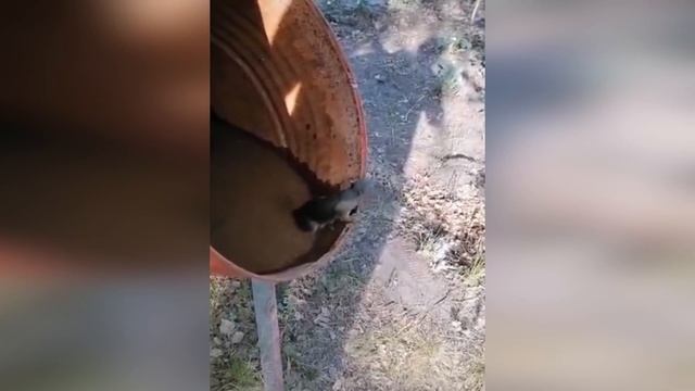 Уникальные кадры спасения животных. Люди помогают животным оказавшимся в беде #4 смотреть онлайн