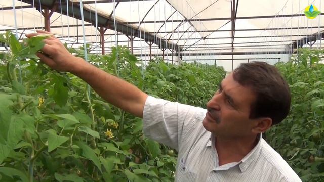 СРОКИ ПРИЩИПКИ И ОПЫЛЕНИЯ ТОМАТА В ОСЕННЕМ ОБОРОТЕ (06-09-2019) смотреть онлайн