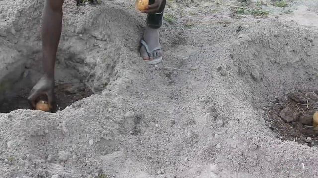 Easy way to plant & grow potatoes at home using organic manure step by step смотреть онлайн