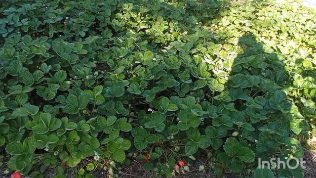 Мульчирование растений в саду/Томаты без полива/Наш опыт/ смотреть онлайн