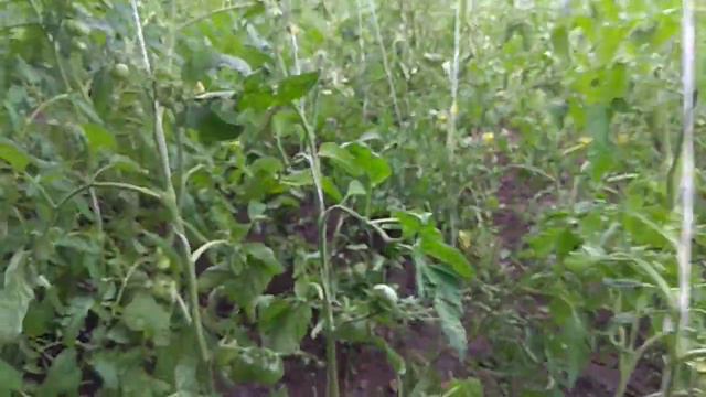 Как выглядят мои томаты смотреть онлайн