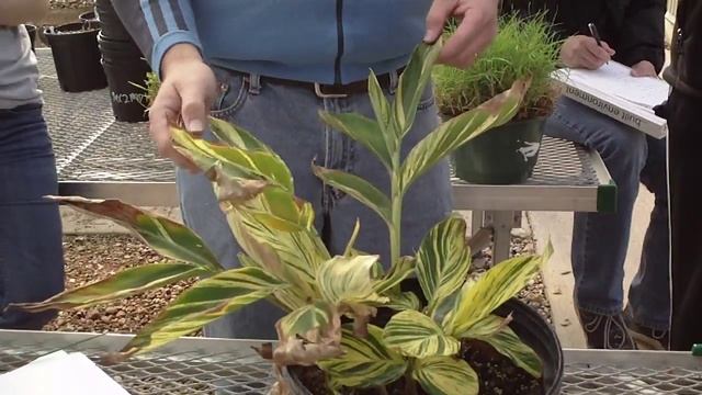 Alpinia zerumbet 'Variegata' 斑葉月桃 смотреть онлайн