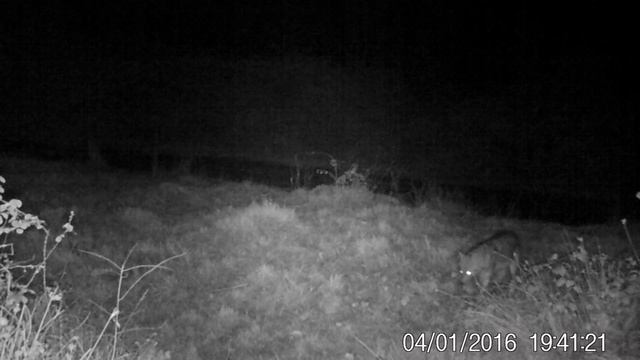 Шакалы в фотоловушке - Зелёная Дружина смотреть онлайн