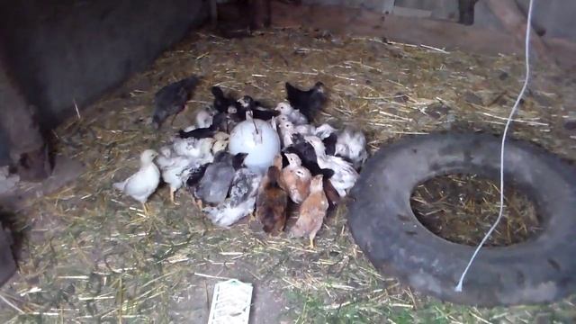 Витамины нутрил се,выпойка для цыплят.Vitamins Nutri behold, the drinking water for chickens. смотреть онлайн