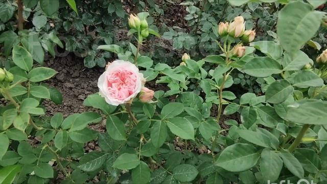 Прекрасные розы для вашего сказочного сада!!! смотреть онлайн