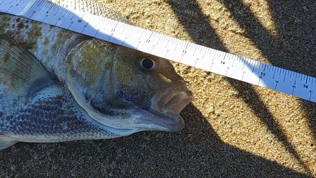 2019 New Years Day SURF FISHING CHALLENGE Losers Eat Fish Eye Balls! смотреть онлайн