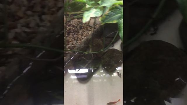 ЧАКСКАЯ РОГАТКА Ceratophrys cranwelli и АФРИКАНСКАЯ РОЮЩАЯ ЛЯГУШКА Pyxicephalus adspersus смотреть онлайн
