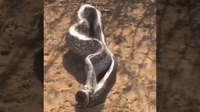python eating leopard смотреть онлайн