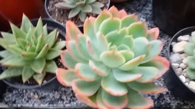 REPLANTE DA ECHEVERIA LUELLA !