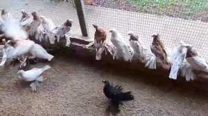 Узбекские Двухчубые Голуби, От Владимира Юркина, Россия г Новоминская(Каневский Район)Tauben Pigeon