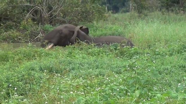 Gabon Untouched: Forest Elephant Akaka смотреть онлайн