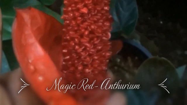 Anthurium Magic Red....