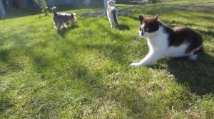 НОВЫЙ ПИТОМЕЦ! КОТ МАЛЫШ И КОШЕЧКА МУРКА ЗНАКОМЯТСЯ С? Дайте ИМЯ милашке! КРОЛИК БАФФИ еще не ВИДЕЛ