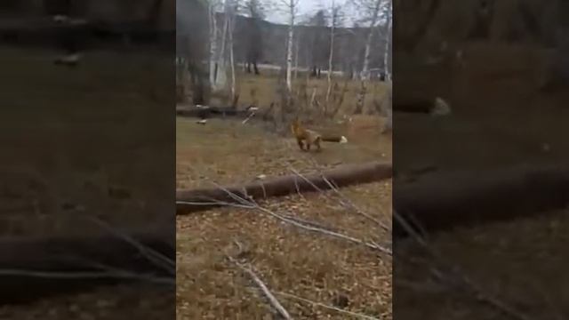 Якутская Лиса не боиться людей, оказались люди дружелюбными с животным. смотреть онлайн
