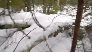 В лес за валежником на тяжелом мотоблоке, на гусеницах зимой