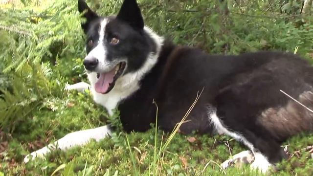 В неизвестном лесу смотреть онлайн