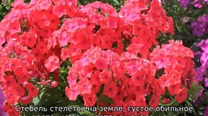 Низкорослые цветы для клумбы, цветущие все лето