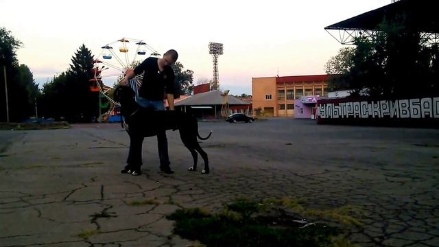 Что нужно уметь на выставке собак - немецкий дог смотреть онлайн