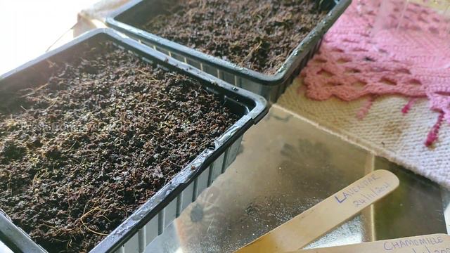 Winter Gardening series | Growing Lavender and Chamomile from seed - Part 1 смотреть онлайн