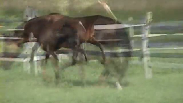 Denzel смотреть онлайн