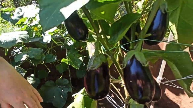 Томаты, огурцы, перцы и баклажаны на одной грядке. Санкт-Петербург. Сезон 2022 г. смотреть онлайн