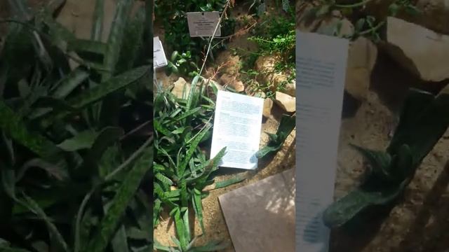 Минский ботанический сад смотреть онлайн