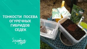 Для  щедрого урожая огурцов-зеленцов маленькие хитрости при посадке весной