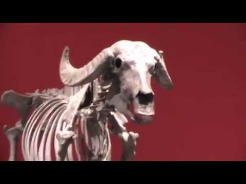 Israel Part 3. Jerusalem Zoo. Museum of art - Иерусалимский зоопарк смотреть онлайн