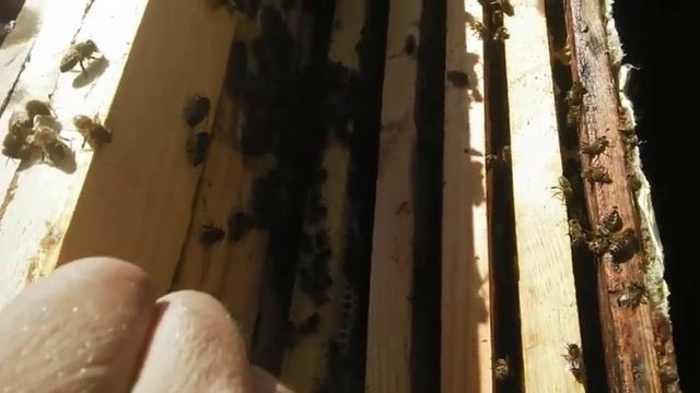 Расширяю гнездо,даю АПИВИР. смотреть онлайн