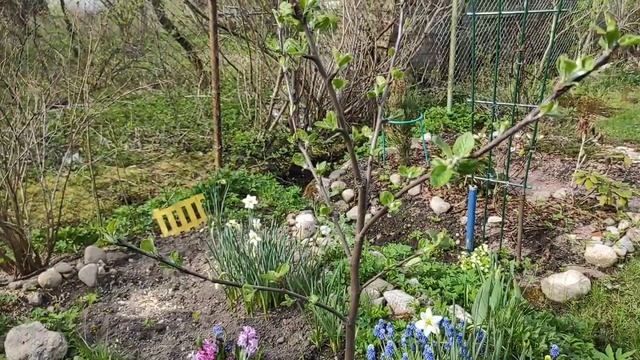 ДАЧА с 14.05.-16.05.21.подгоревшая рассада и шикарная редиска "Жара"..1 часть. смотреть онлайн