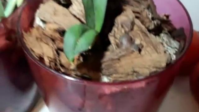 У орхидеи отсох лист и я его свободно оторвал смотреть онлайн