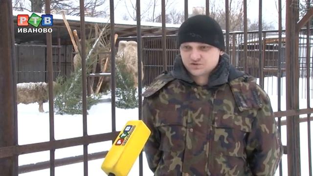 Вторая жизнь новогодних деревьев смотреть онлайн