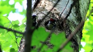 Гнездо дятла. Дятел кормит своего подросшего птенца.