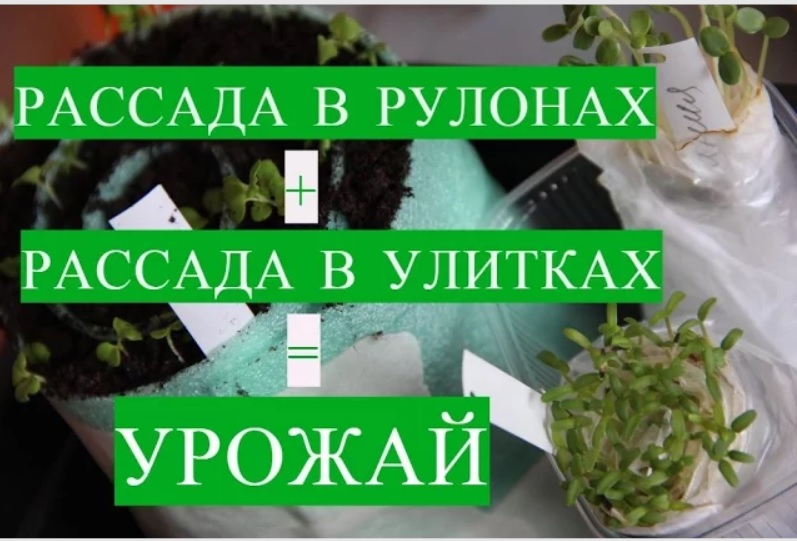 Рассада в Рулонах + Рассада в Улитке = Богатый урожай смотреть онлайн
