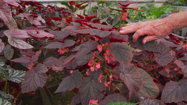 Steve's Leaves BEGONIA TOUR — Ep.292 смотреть онлайн