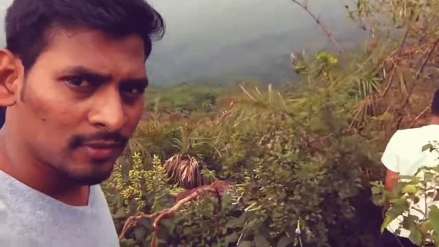 Neelakurunji/strobilanthes kunthianus bloomed in Sandur,Bellary. смотреть онлайн