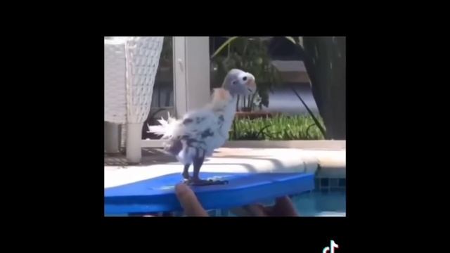 MCYT react to : []Dream?[]SBI?[]MCYT[]DREAMSMP[]gcrv[]○°MAYONAKA NOYUME°○#gachaclub #mcyt #dreamsmp смотреть онлайн