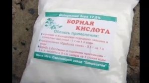 Как избавиться от муравьёв в доме