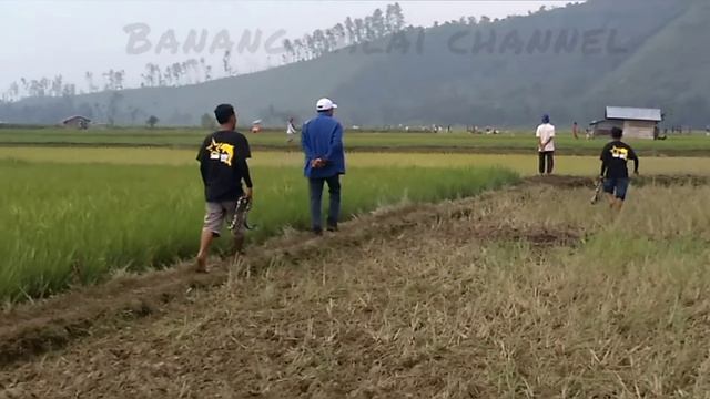 Buru babi wisata.lumba-lumba bukak salai.(taram). смотреть онлайн