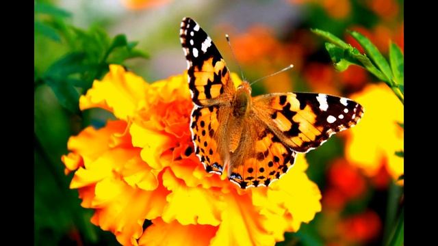 Денис Вилейчик Весна по разному приходит смотреть онлайн