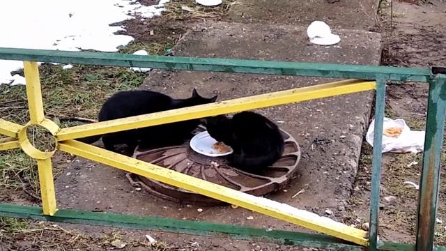 Черная кошка Багира и ее черный котенок кушают вместе.Black cat Bagheera and her kitten eat togethe смотреть онлайн