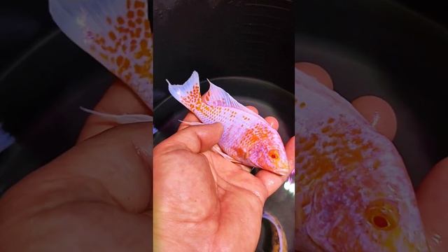 aulonocara red rubin albino смотреть онлайн
