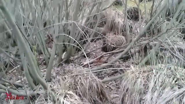 Сорока сделала гнездо из алюминия | Чудо какое-то смотреть онлайн