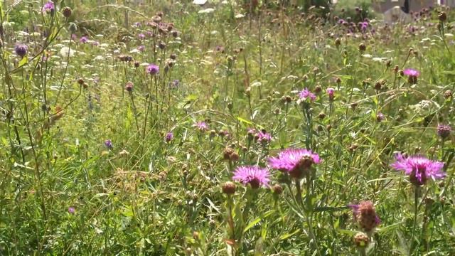 Полевые цветы, шмель.*