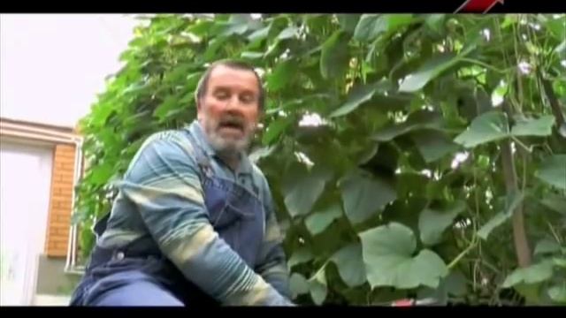 Совместное выращивание томатов и огруцов в одной теплице смотреть онлайн