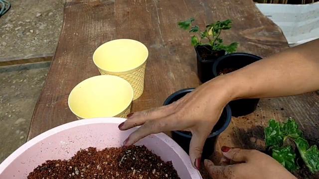 Lale Sardunya ve Yıldız Sardunya Bakımı Saksı Değişimi смотреть онлайн