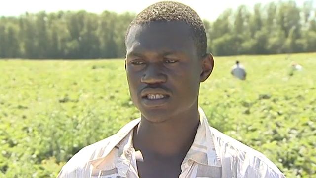 Совхоз имени Ленина Земляника