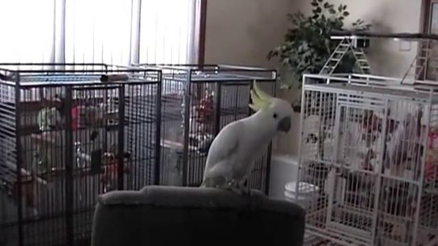 Snowball (TM) - Another One Bites The Dust
