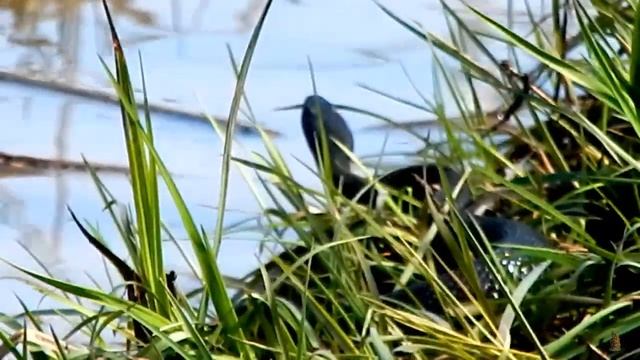 За карасём озёрным.Гадюки сплошь и рядом смотреть онлайн